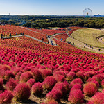 コキア