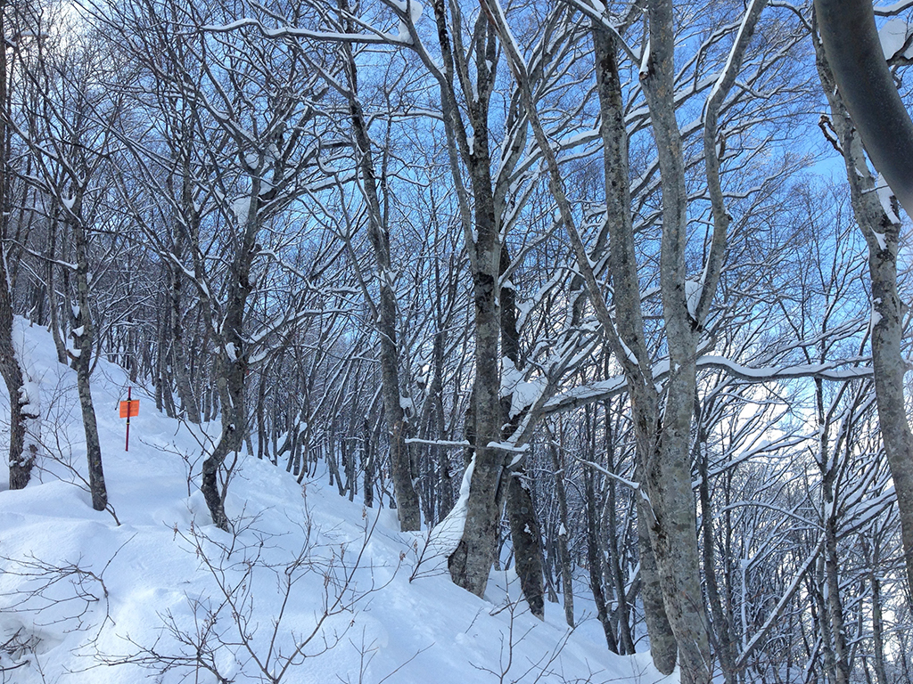 Hakuba47 ウインタースポーツパーク パウダーを満喫できる非圧雪コースとツリーライディングゾーン