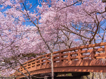 高遠城址公園