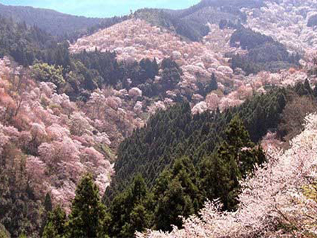 吉野千本桜（イメージ）※桜は時季によって葉桜の場合もございます。