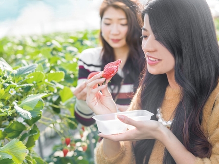 蒲郡オレンジパーク いちご狩り