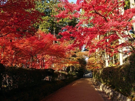 西禅院 蛇腹道（じゃばらみち）（秋）