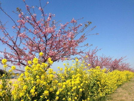 免々田川 菜の花・河津桜