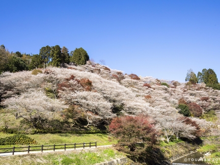 小原四季桜まつり