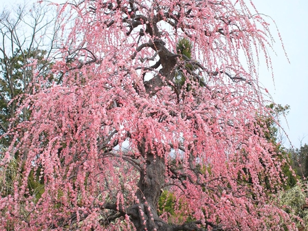 レッドヒルヒーサーの森