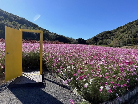 志摩市観光農園 コスモス