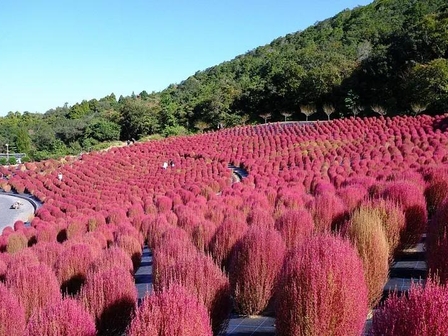 志摩市観光農園 コキア