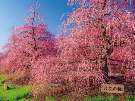 鈴鹿の森庭園