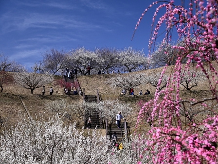 月ヶ瀬梅林公園