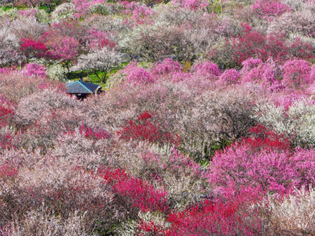 いなべ市梅林公園