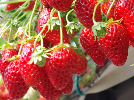 ジャパンベリーいちご狩り