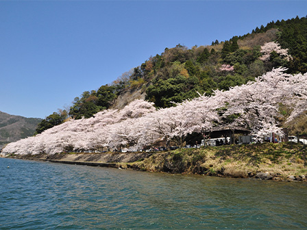 海津大崎