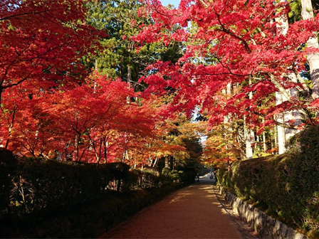 高野山 紅葉