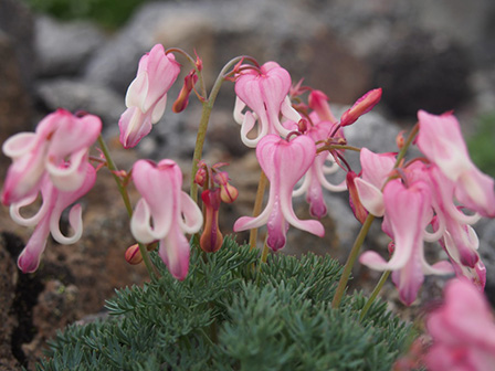 高山植物の女王と言われるコマクサ