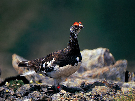 出会えれば幸運！ライチョウ