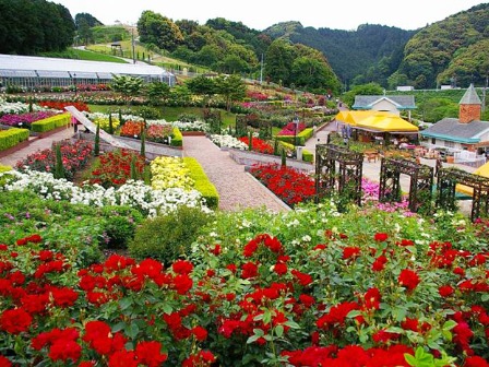 島田市ばらの丘公園