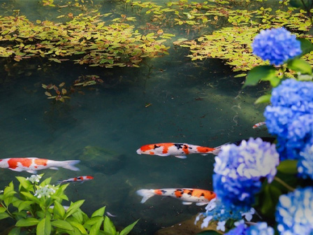 三光寺のマネの池