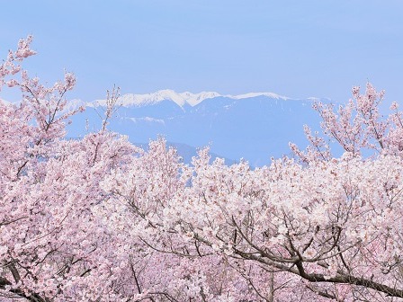 高遠城址公園