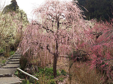 龍尾神社 花庭園