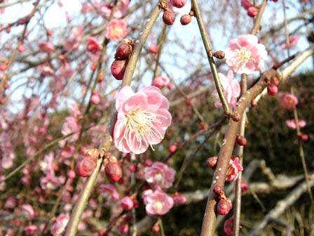龍尾神社 花庭園