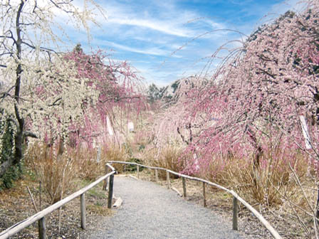 龍尾神社 花庭園