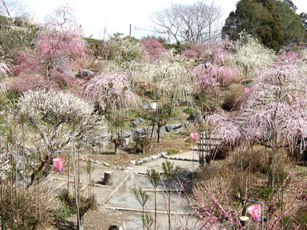 龍尾神社 花庭園