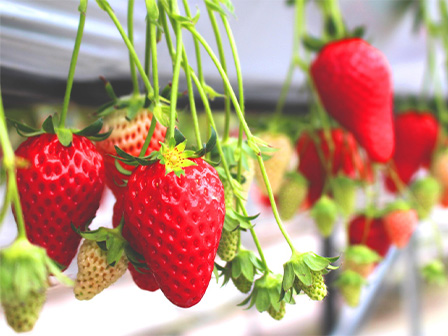 いちご狩り　狩り食べ放題