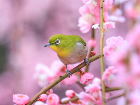 結城神社　めじろ
