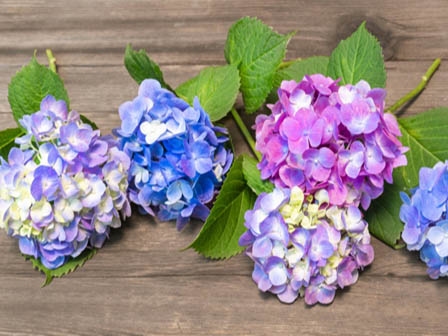 ※季節の花になります