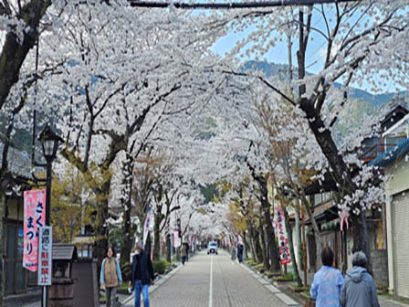 とある桜の名所