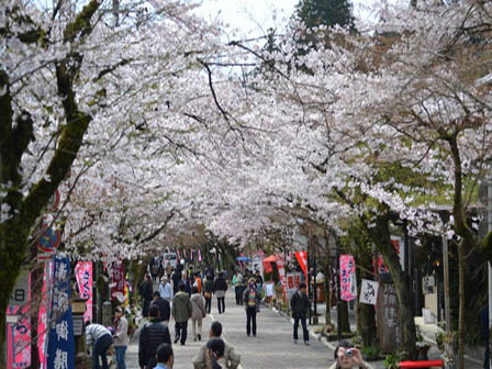 とある桜の名所