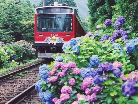 あじさい電車