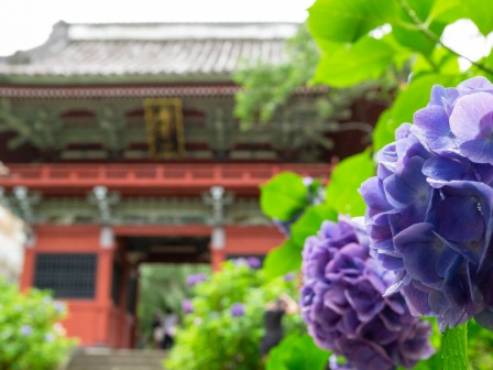 雨引観音あじさい