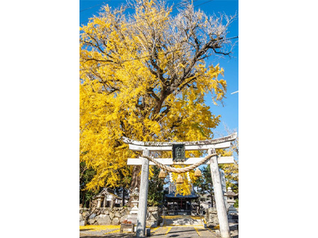 天川命神社のイチョウ