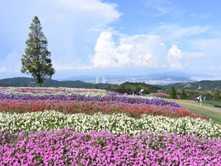 ペチュニア©あわじ花さじき