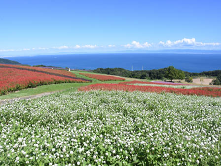 ©あわじ花さじき