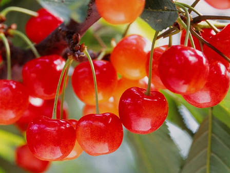 さくらんぼ狩り