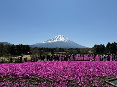 富士芝桜まつり