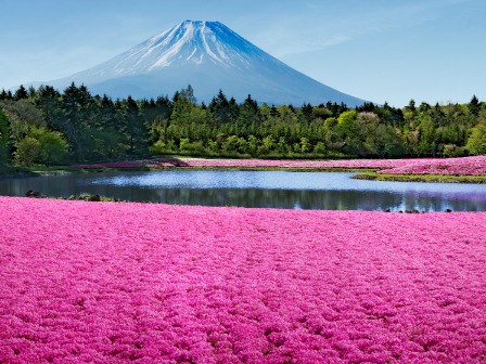 富士芝桜