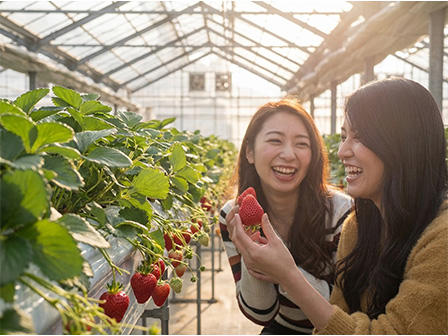 Aコース 練乳付いちご狩り