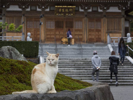 通称「猫寺」の御誕生寺