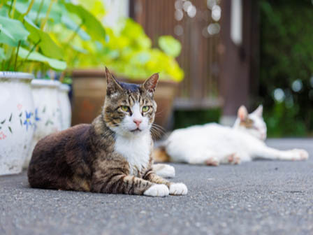 通称「猫寺」の御誕生寺