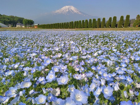 花の都公園 ネモフィラ