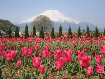 花の都公園 チューリップ