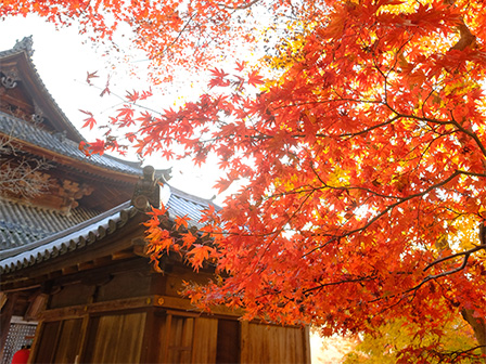 長谷寺紅葉