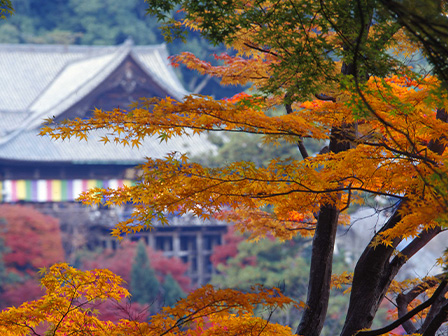 長谷寺紅葉