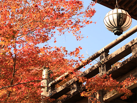 長谷寺紅葉