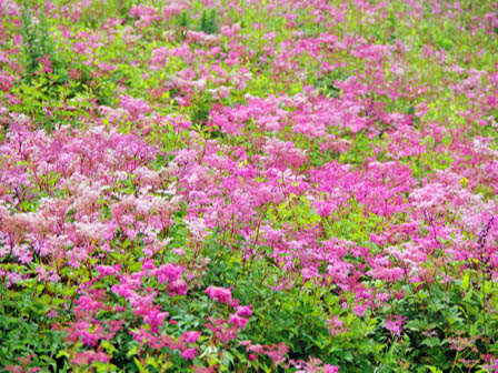 写真：日本自動車道株式会社 　　　　　　　　　　　　　　伊吹山ドライブウェイ