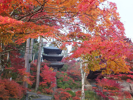 常楽寺の三重塔