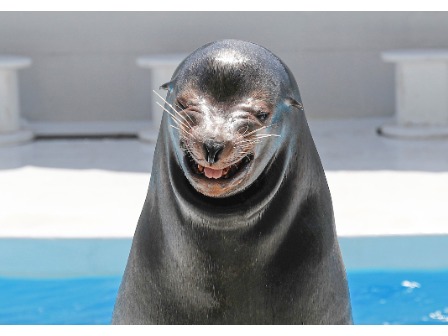 鴨川シーワールド 笑うアシカ